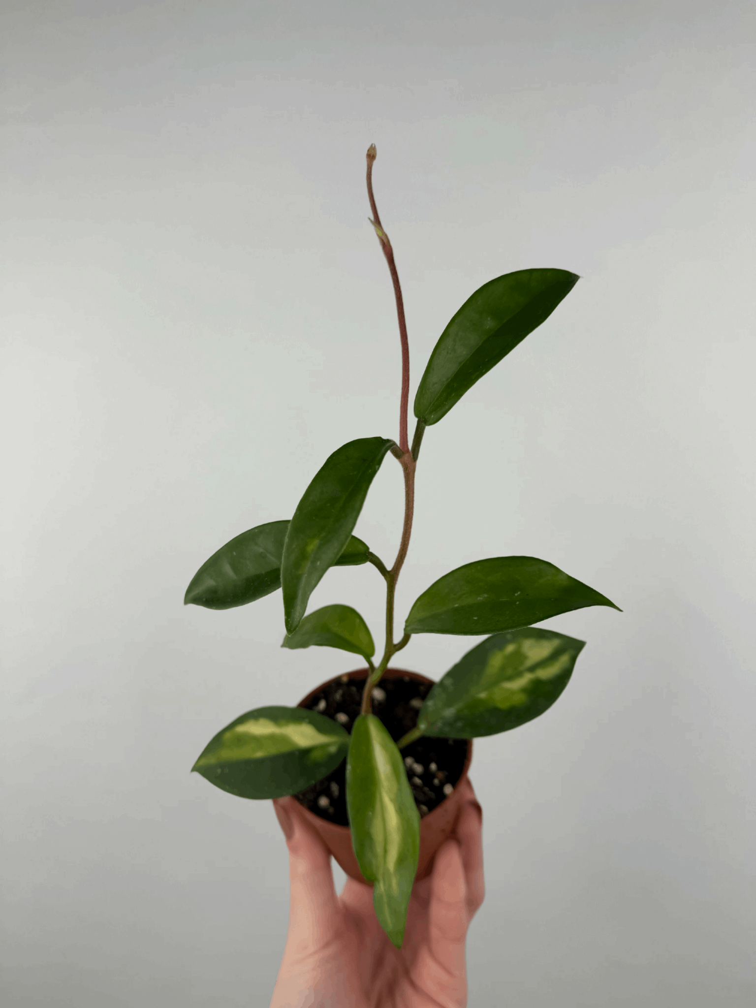 Hoya “Tricolor” | Mila