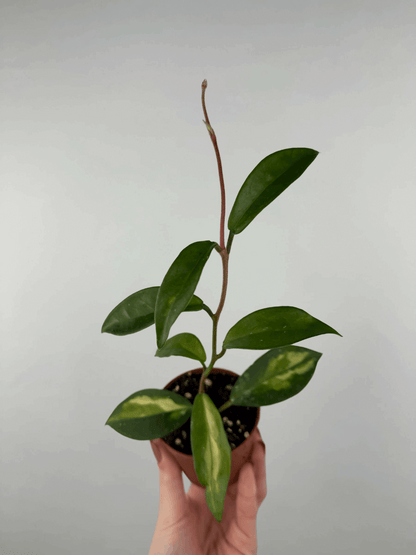Hoya “Tricolor” | Mila