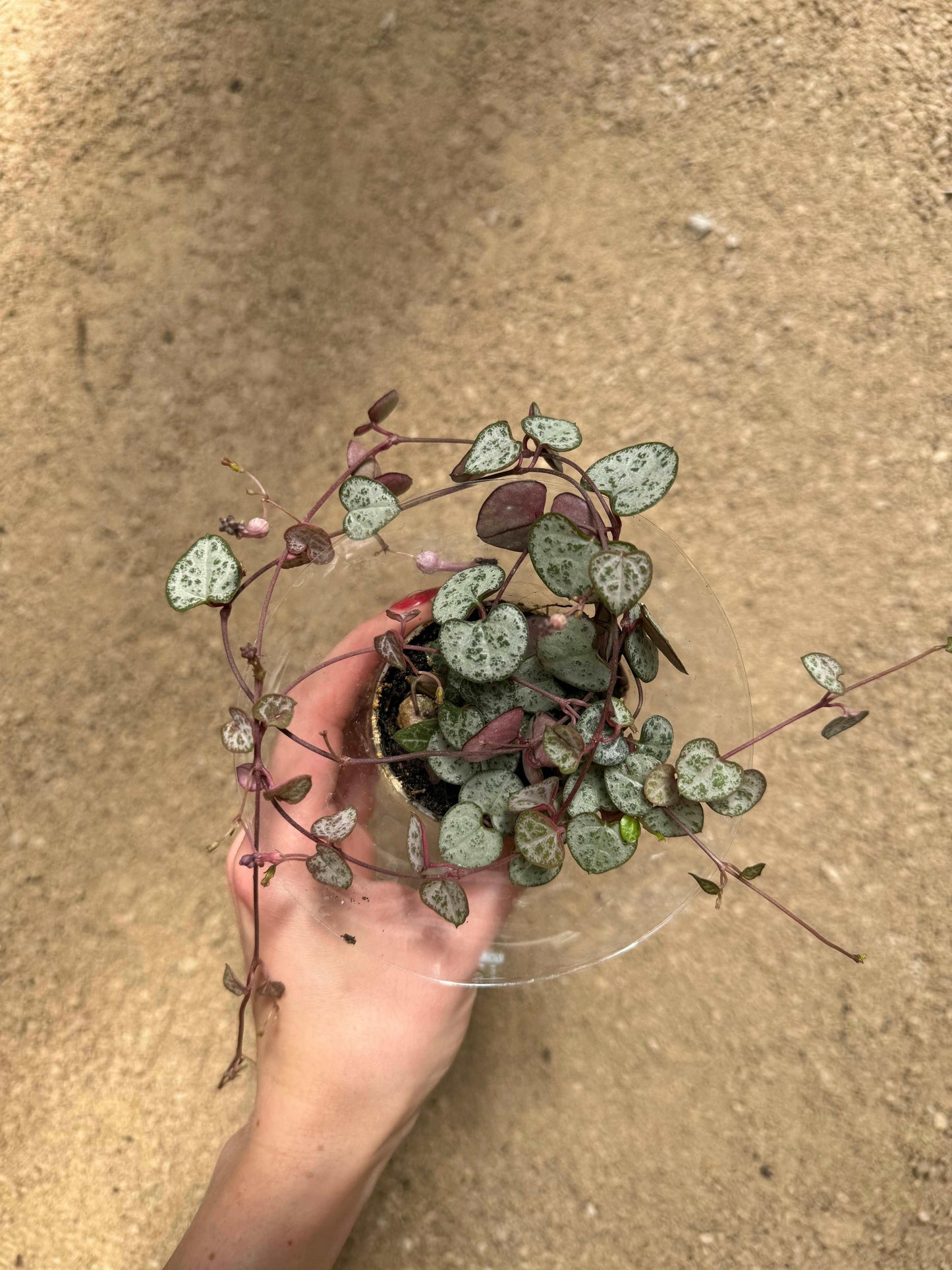 Ceropegia Woodii “String of hearts”