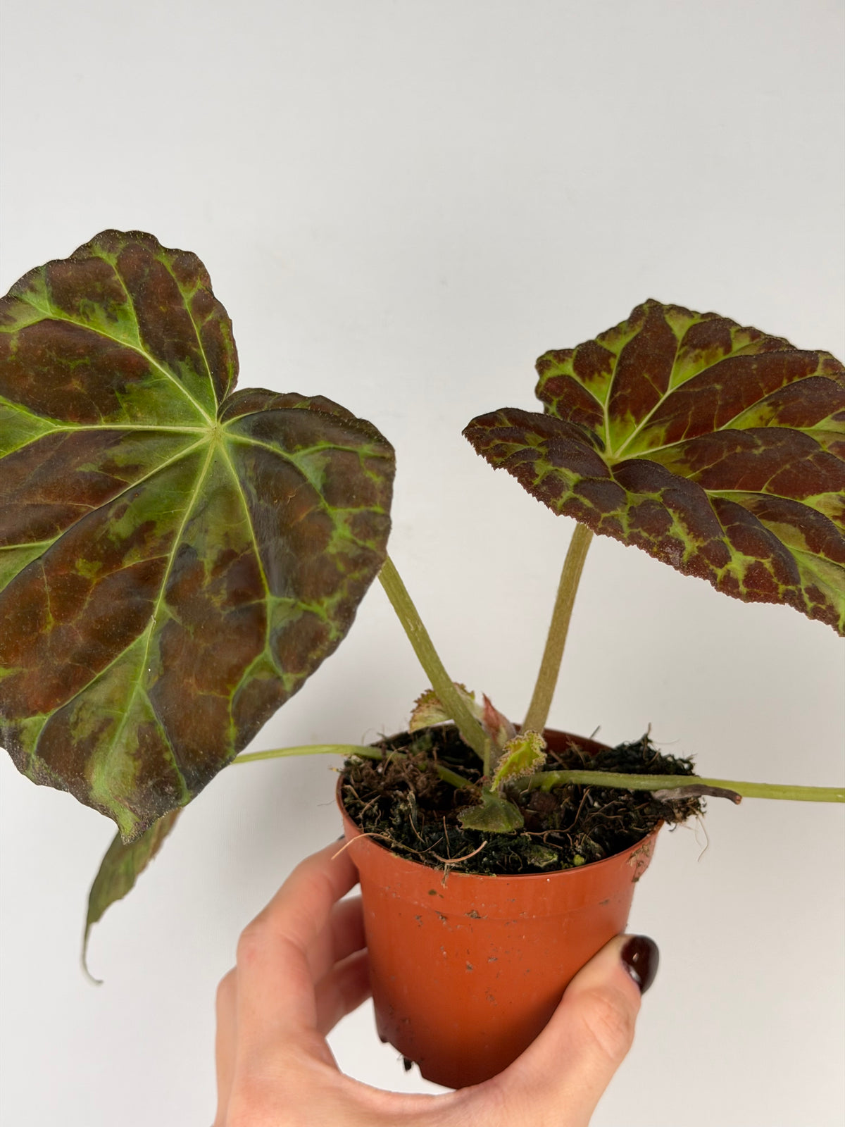 Begonia Barsalouxiae