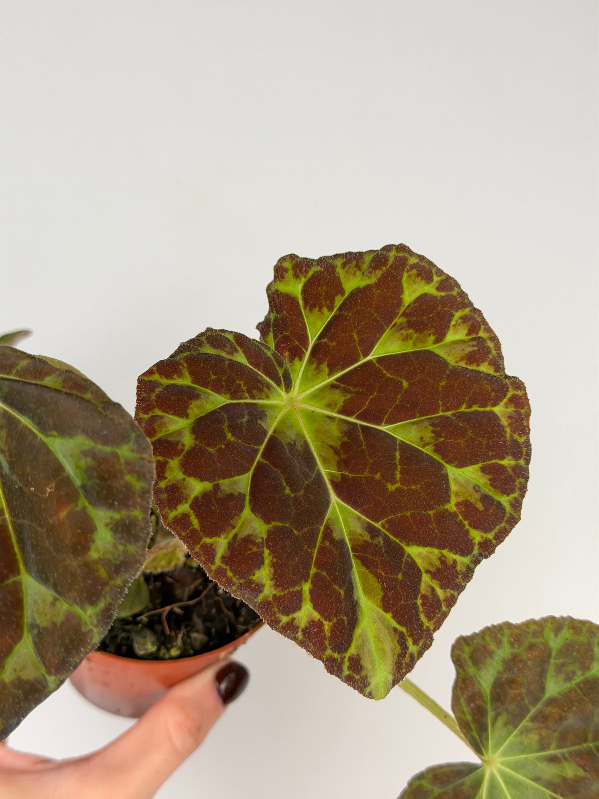 Begonia Barsalouxiae