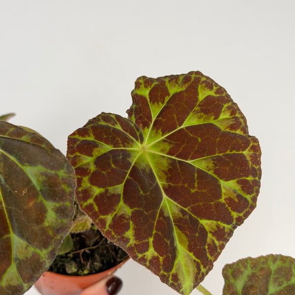 Begonia Barsalouxiae
