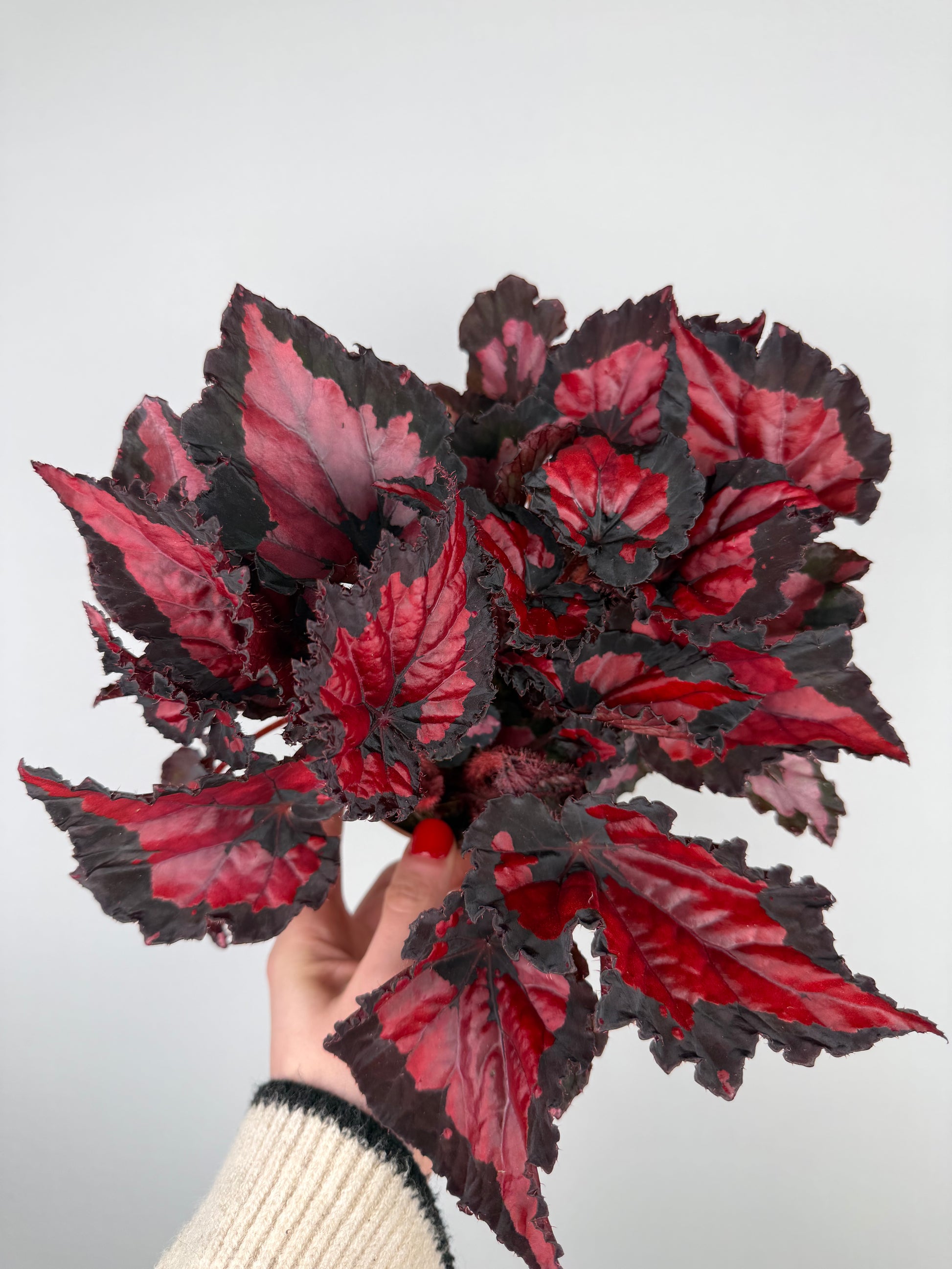 Begonia “Red Kiss” Begonia Tropical Corner