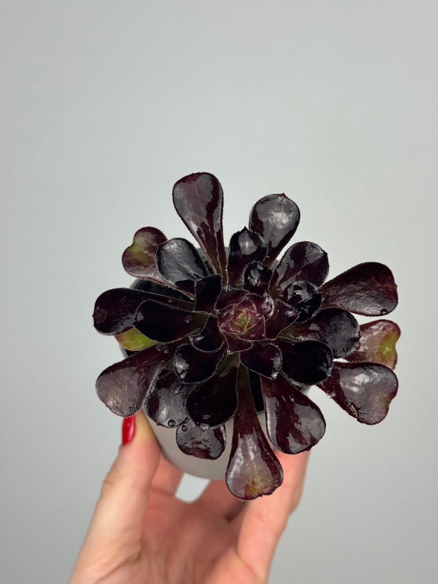 Aeonium Atropurpureum Schwarzkopf “Testa nera”