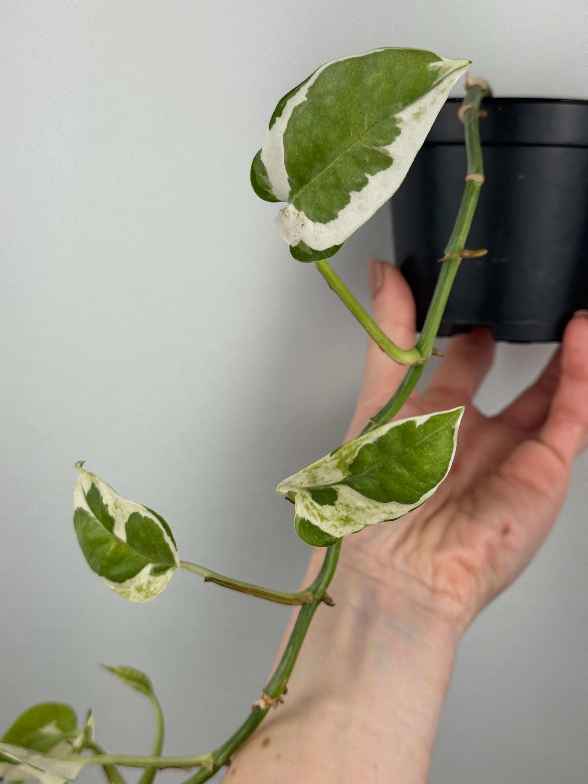 Epipremnum N’Joy | Davide