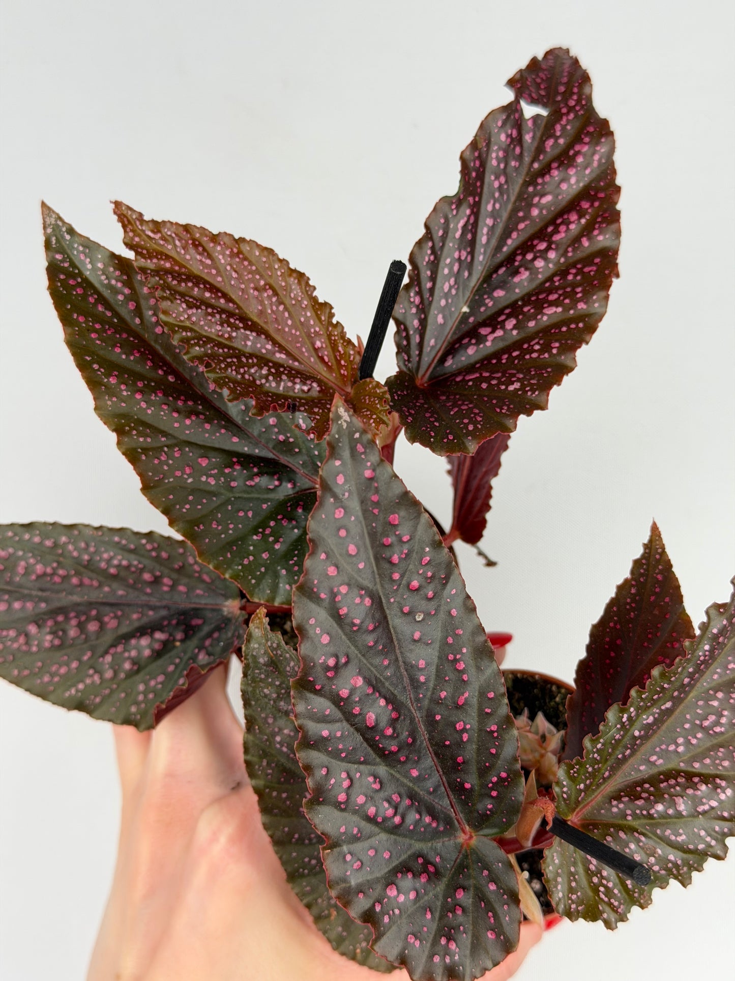 Begonia Benigo 'Pink Spot' Begonia Tropical Corner