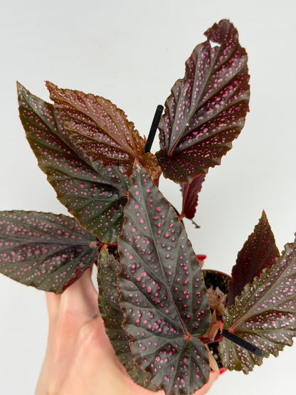 Begonia Benigo 'Pink Spot' Begonia Tropical Corner
