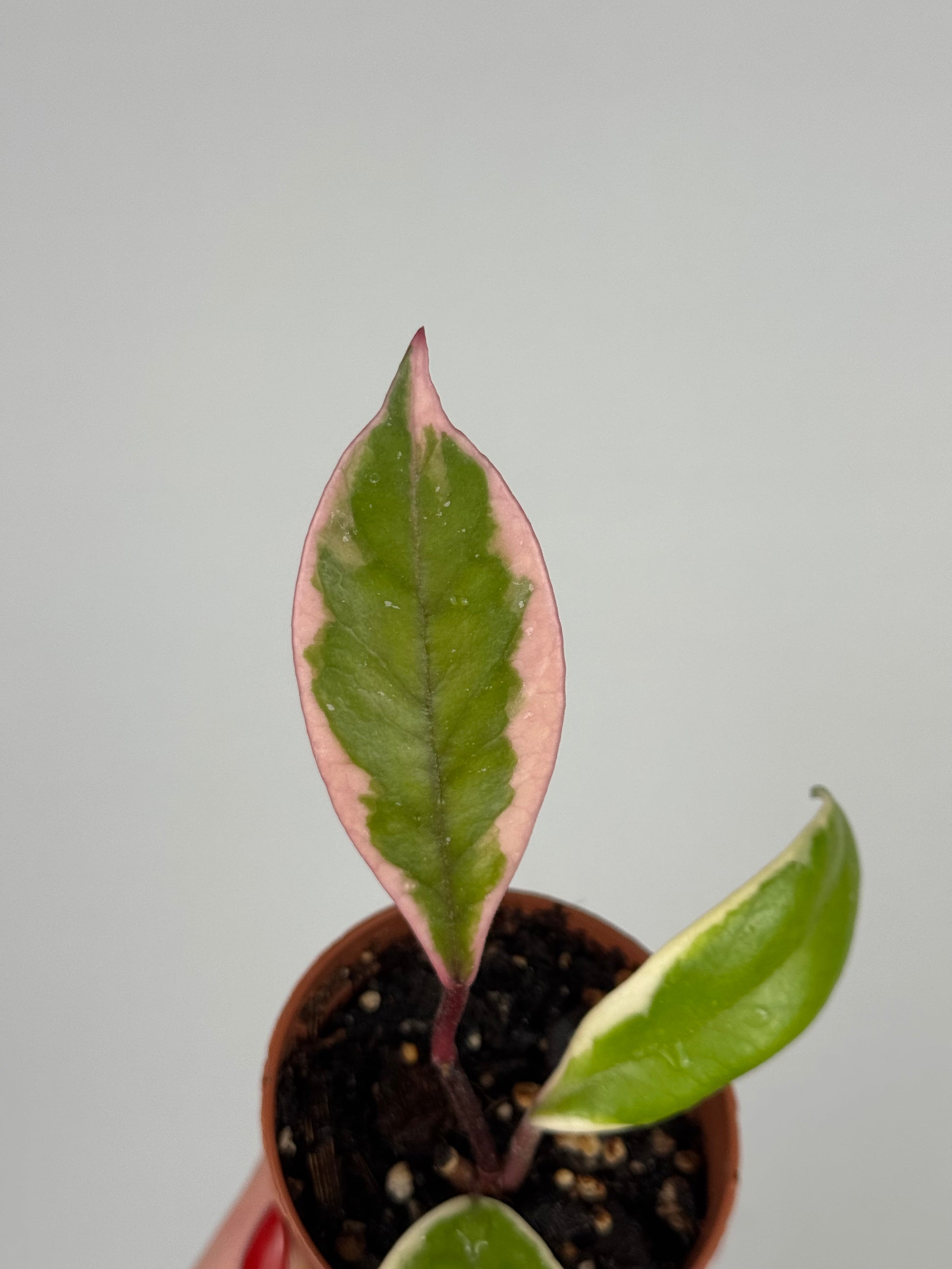 Hoya Flamingo Dream | Julie