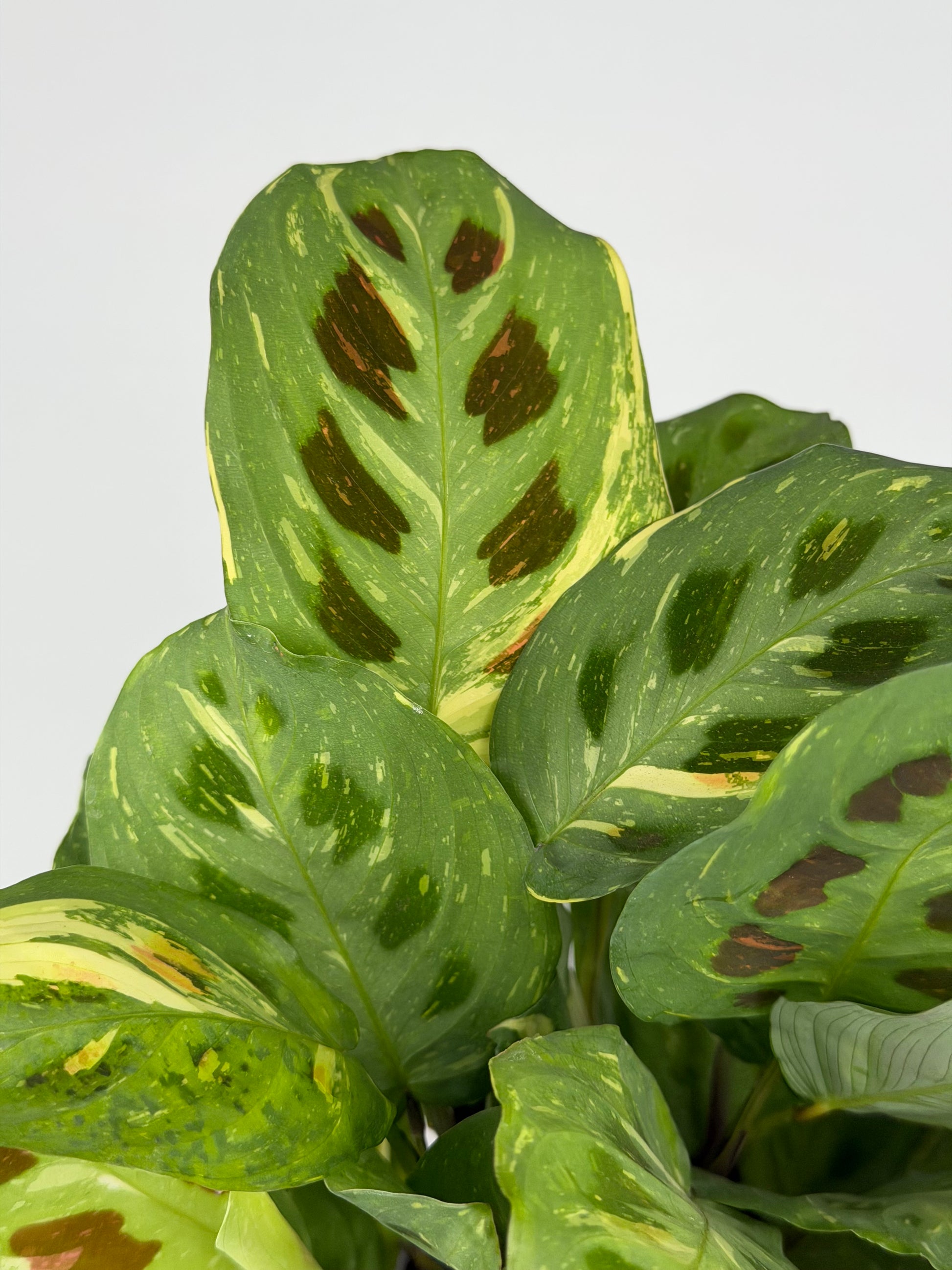 Maranta Leuconeura Kerchoveana Variegata