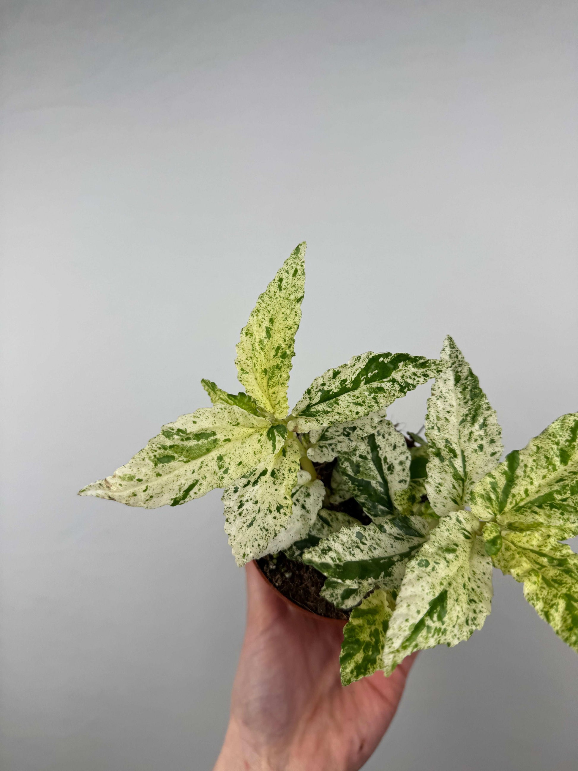 Pellionia Repens “Variegata”