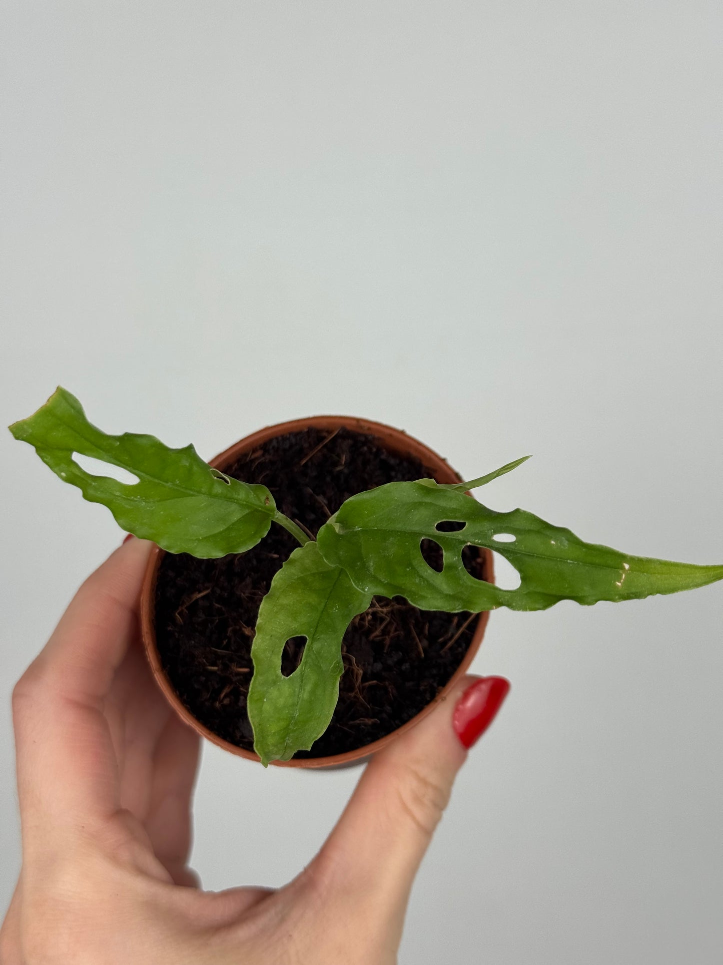 Monstera Obliqua “Perù” | Zahara