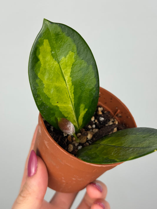 Hoya Australis Lisa | Isotta