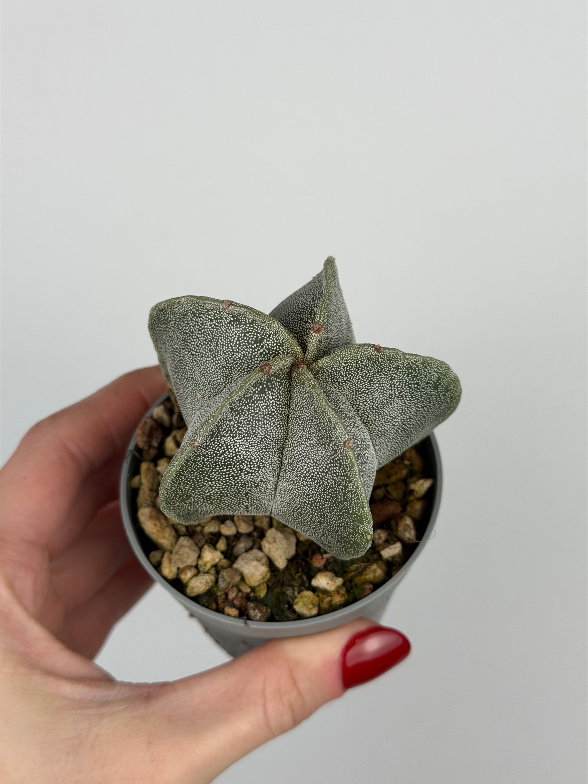 Astrophytum myriostigma