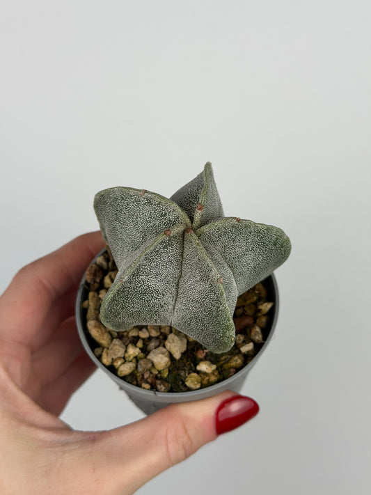 Astrophytum myriostigma