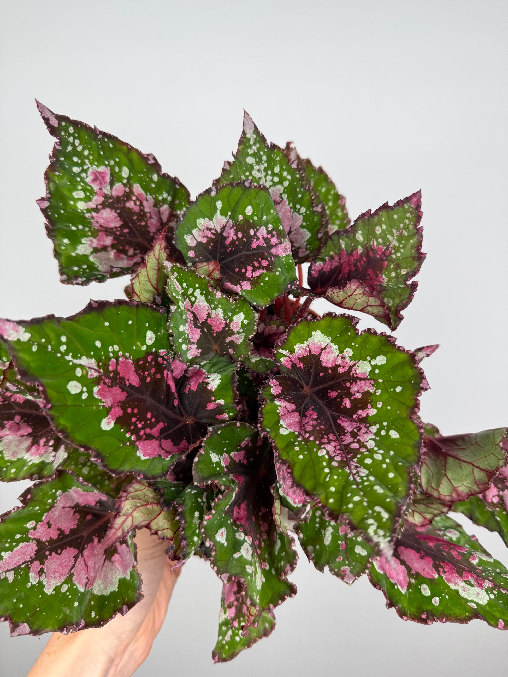 Begonia Rex “Purple Blush”