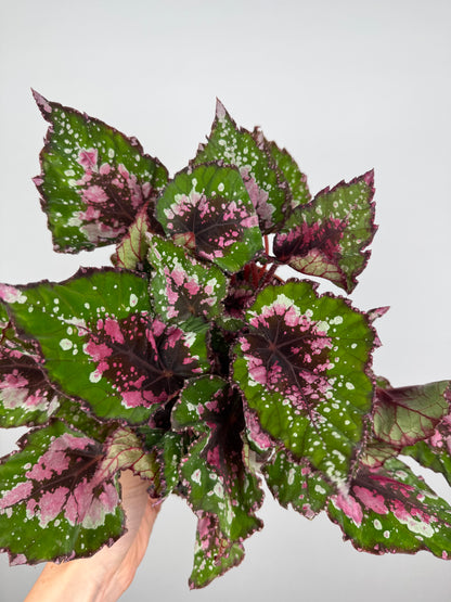 Begonia Rex “Purple Blush”