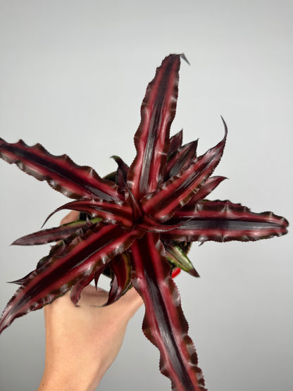 Cryptanthus Bivittatus “Ruby” Red Star