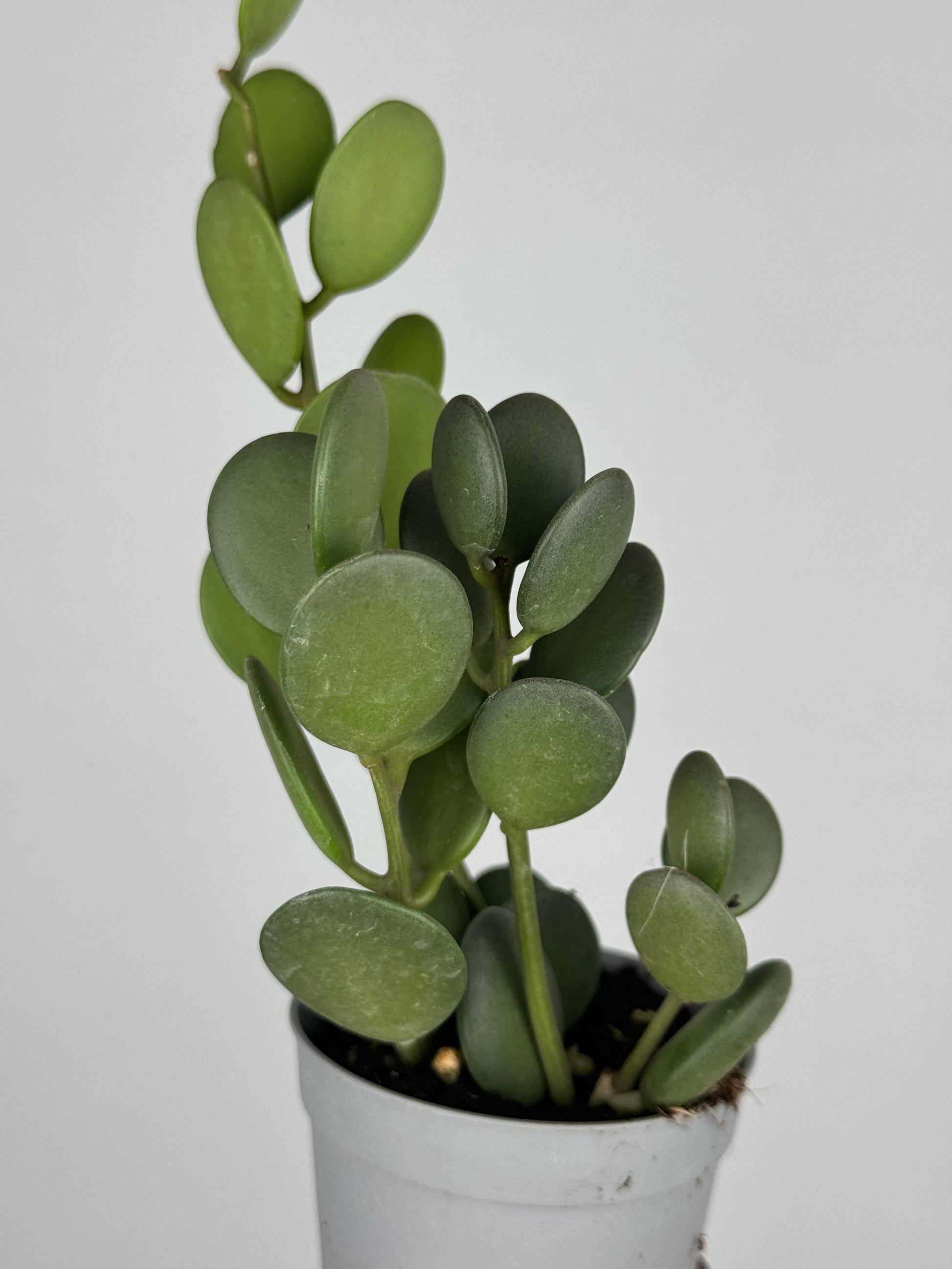 Xerosicyos Danguyi “Silver dollar vine”