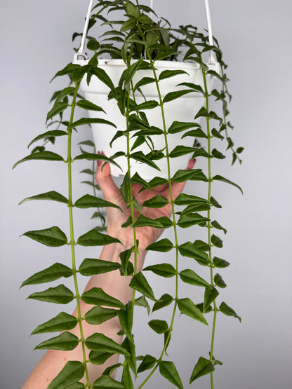 Hoya Bella