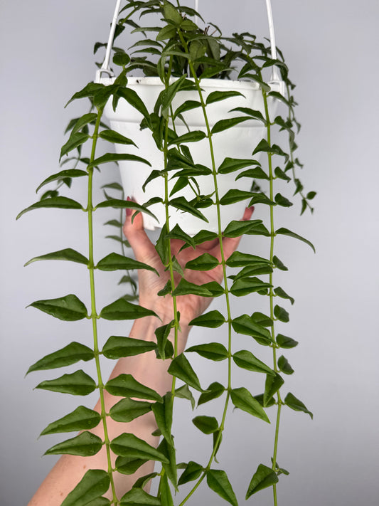 Hoya Bella