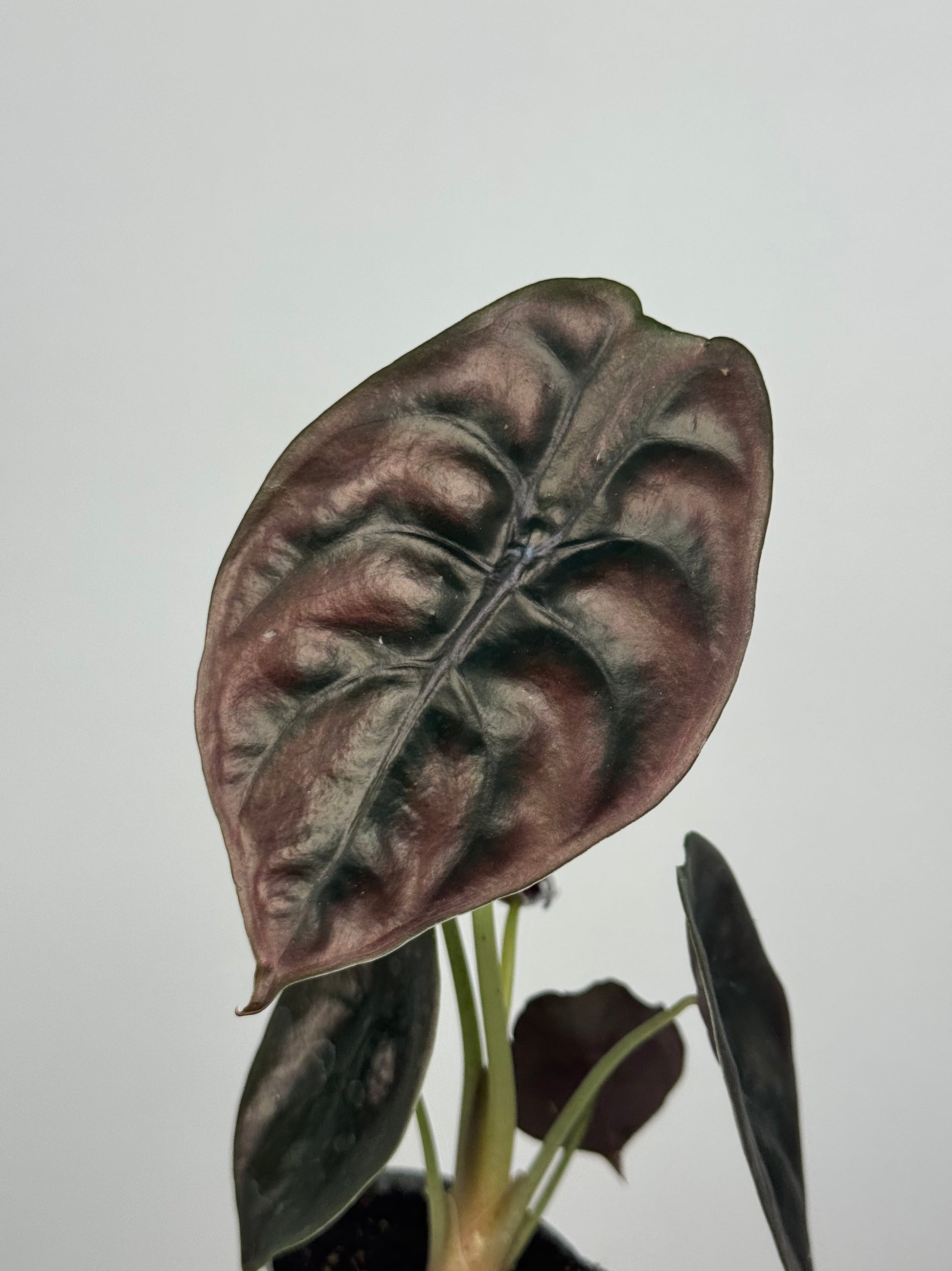 Alocasia Cuprea “Red Secret”