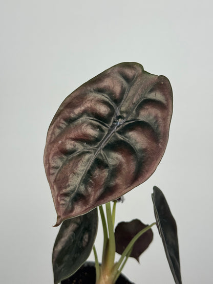 Alocasia Cuprea “Red Secret”