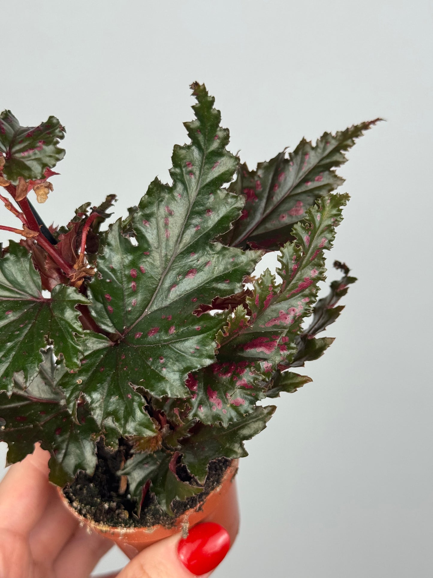 Begonia Serratipetala