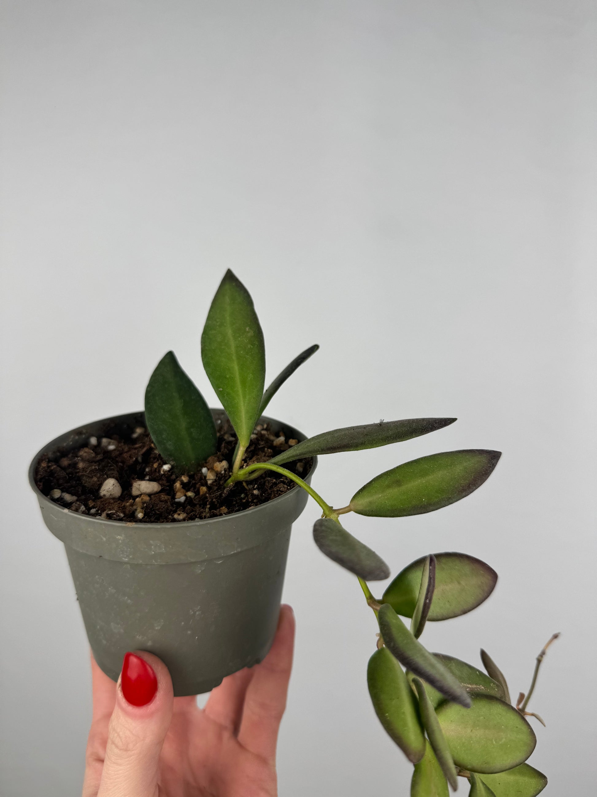 Hoya Burtoniae | Clotilde