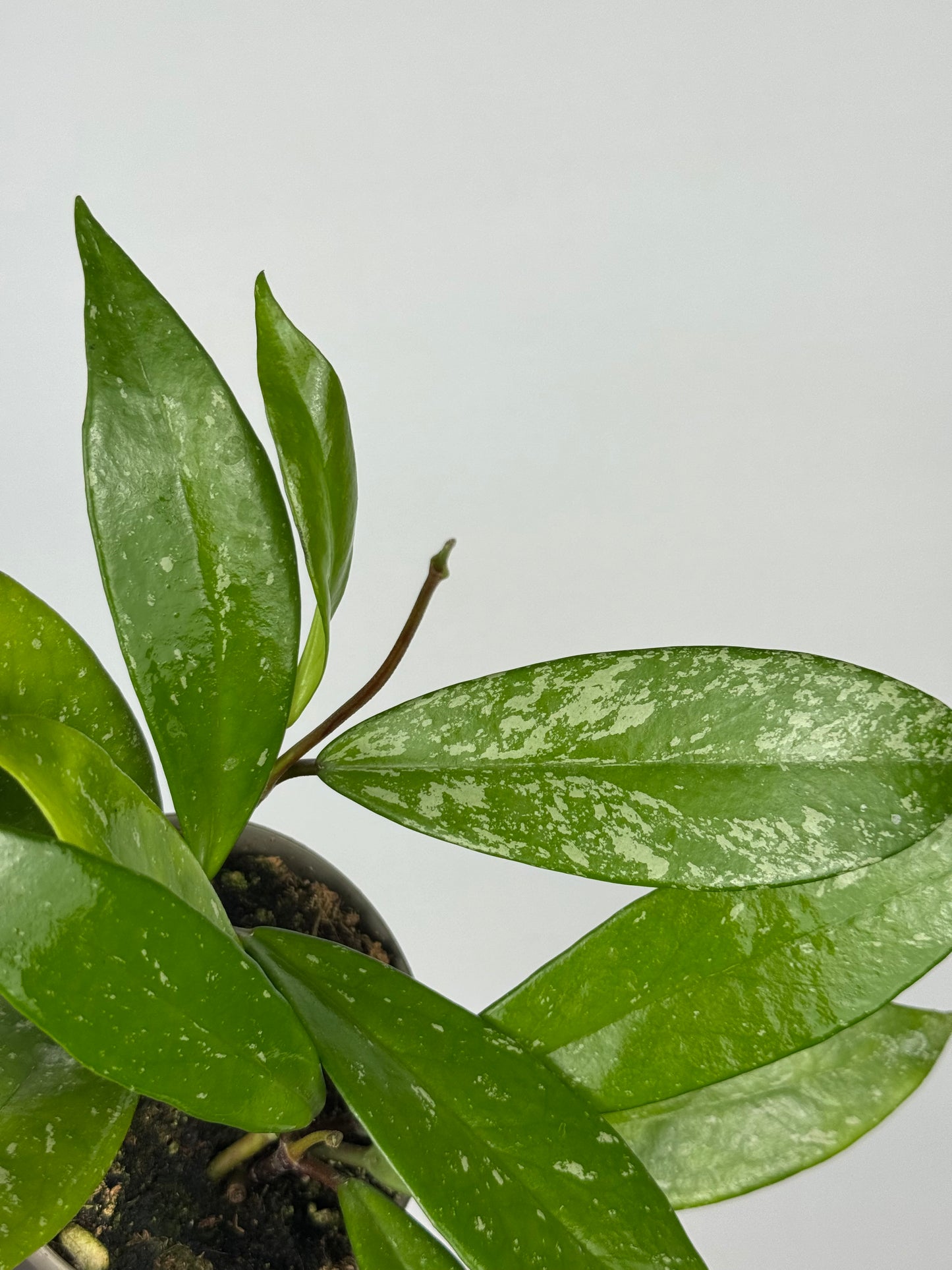 Hoya Pubicalyx