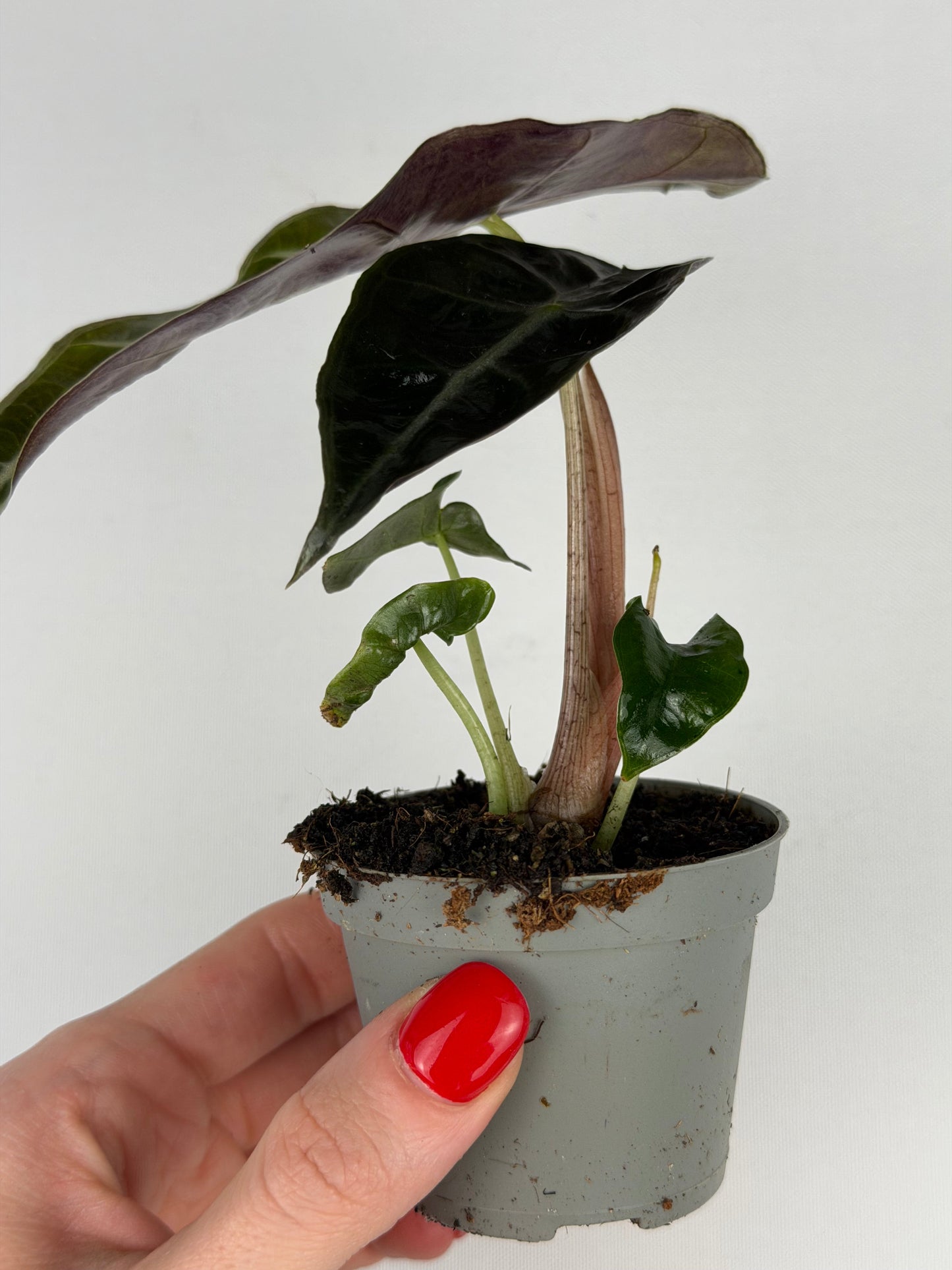 Alocasia Amazonica 'Polly' Alocasia Tropical Corner