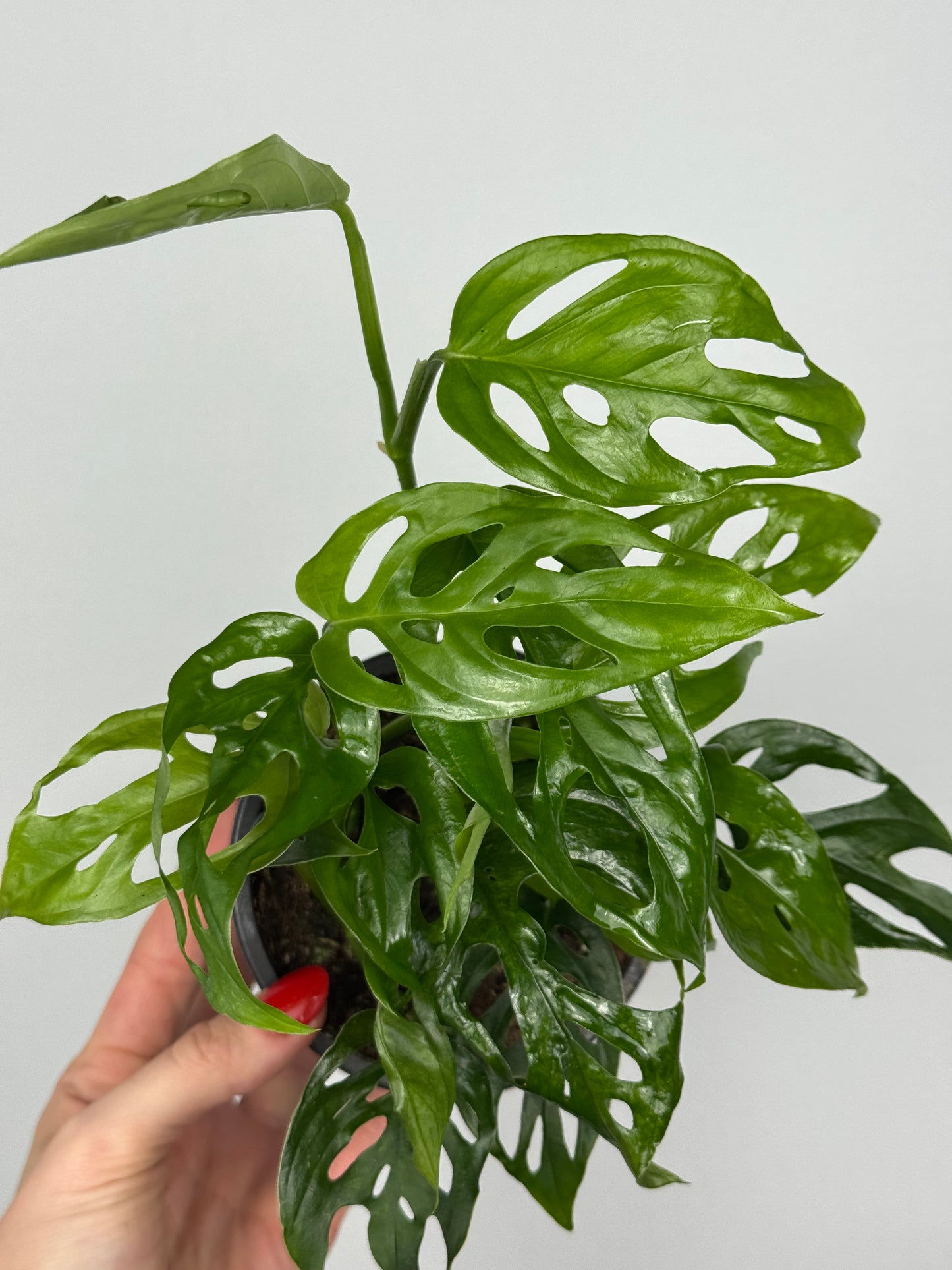 Monstera Adansonii “Monkey Mask”