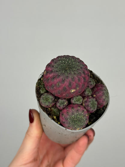 Sulcorebutia rauschii violacidermis