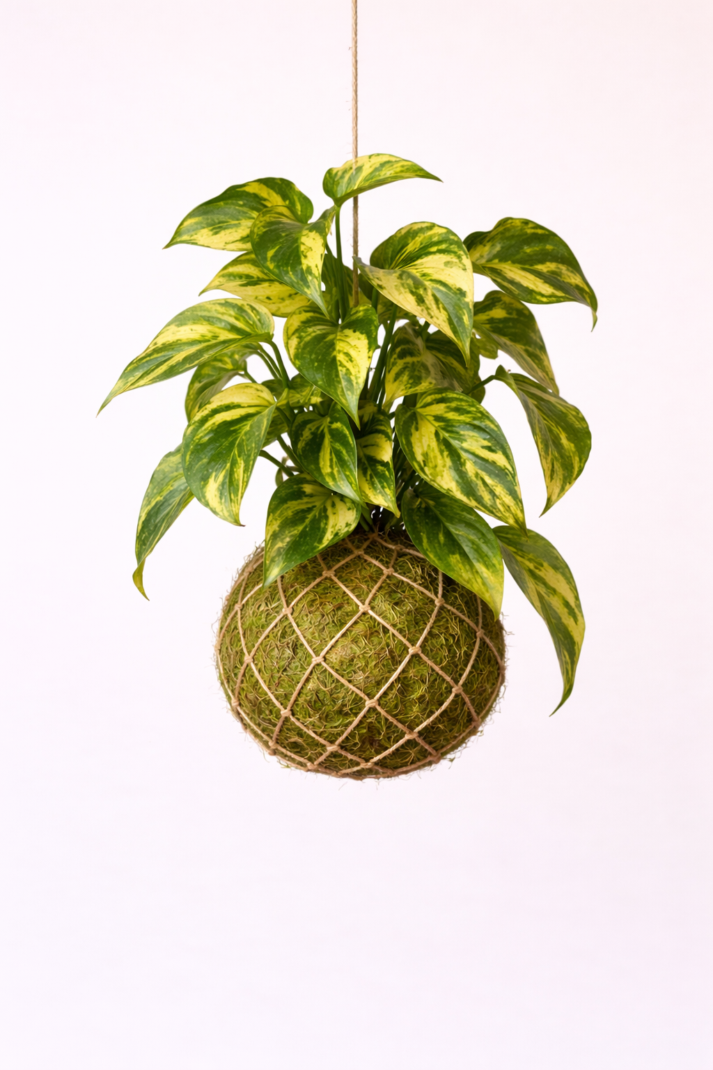 Kokedama | Epipremnum pinnatum 'Hicolor' Epipremnum Tropical Corner