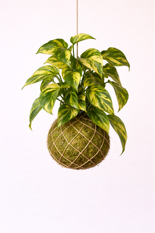 Kokedama | Epipremnum pinnatum 'Hicolor' Epipremnum Tropical Corner