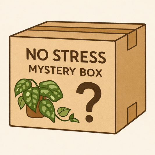 No stress mystery box Mystery Box Tropical Corner