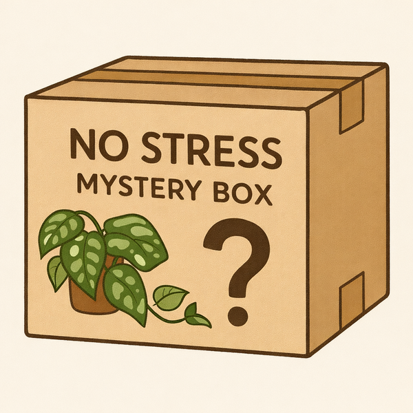 No stress mystery box