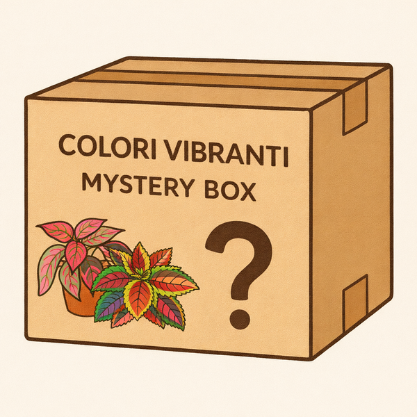 Colori vibranti mystery box