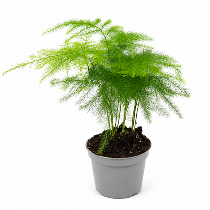 Asparagus Setaceus Tropical Corner