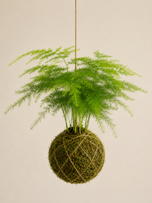 Baby Kokedama | Asparagus Setaceus Tropical Corner