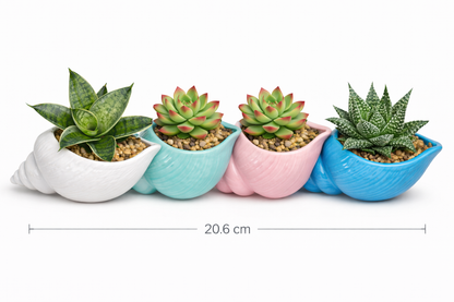 Vaso conchiglia Vaso Tropical Corner