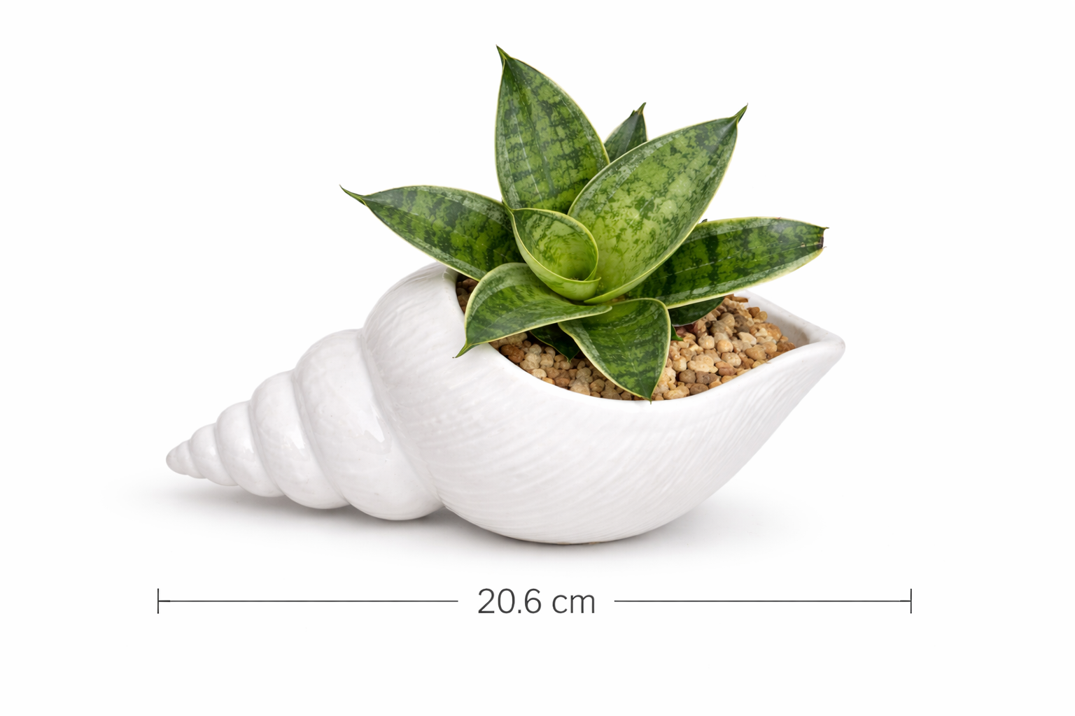 Vaso conchiglia Vaso Tropical Corner