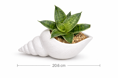 Vaso conchiglia Vaso Tropical Corner
