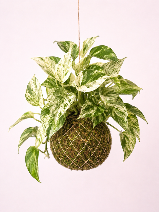 Kokedama | Epipremnum Marble Queen Kokedama Tropical Corner