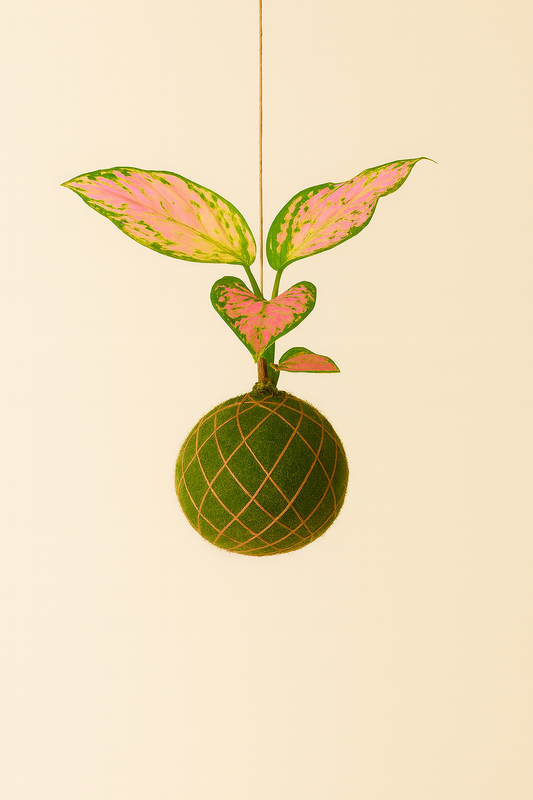 Baby Kokedama | Aglaonema Red Valentine