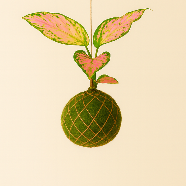 Baby Kokedama | Aglaonema Red Valentine