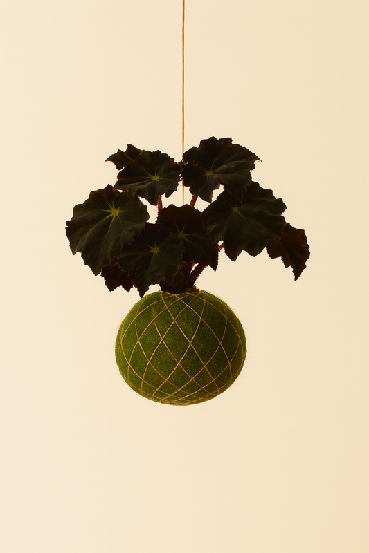 Baby Kokedama | Begonia 'Dark Mambo'