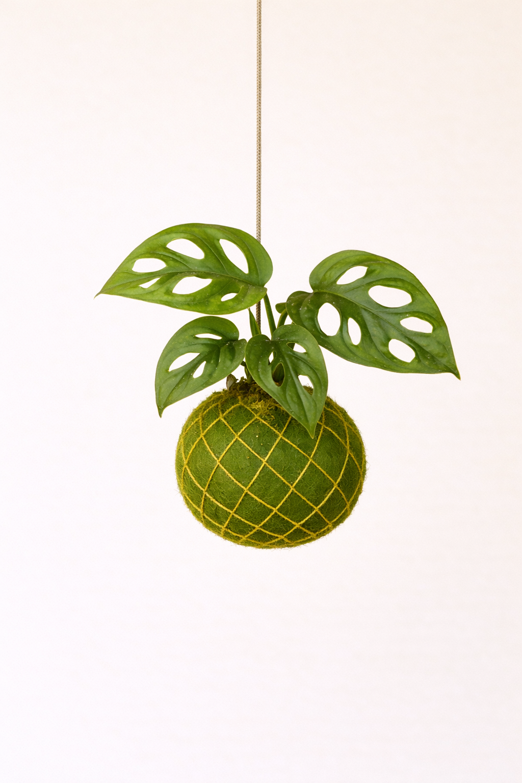 Baby Kokedama | Monstera Adansonii 'Monkey Mask' Monstera Tropical Corner