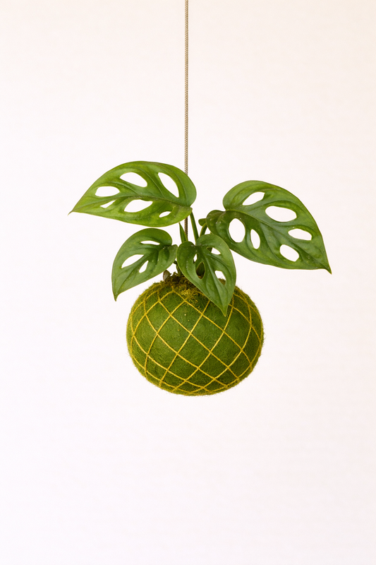 Baby Kokedama | Monstera Adansonii 'Monkey Mask' Monstera Tropical Corner