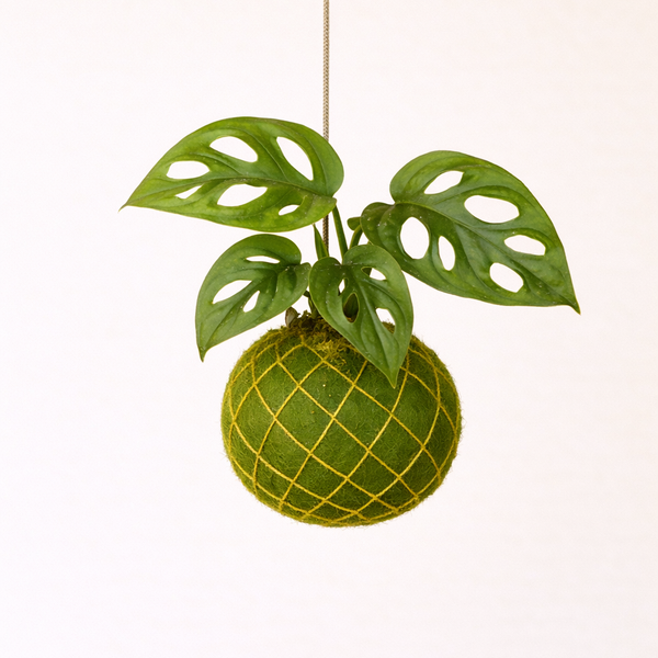 Baby Kokedama | Monstera Adansonii 'Monkey Mask'