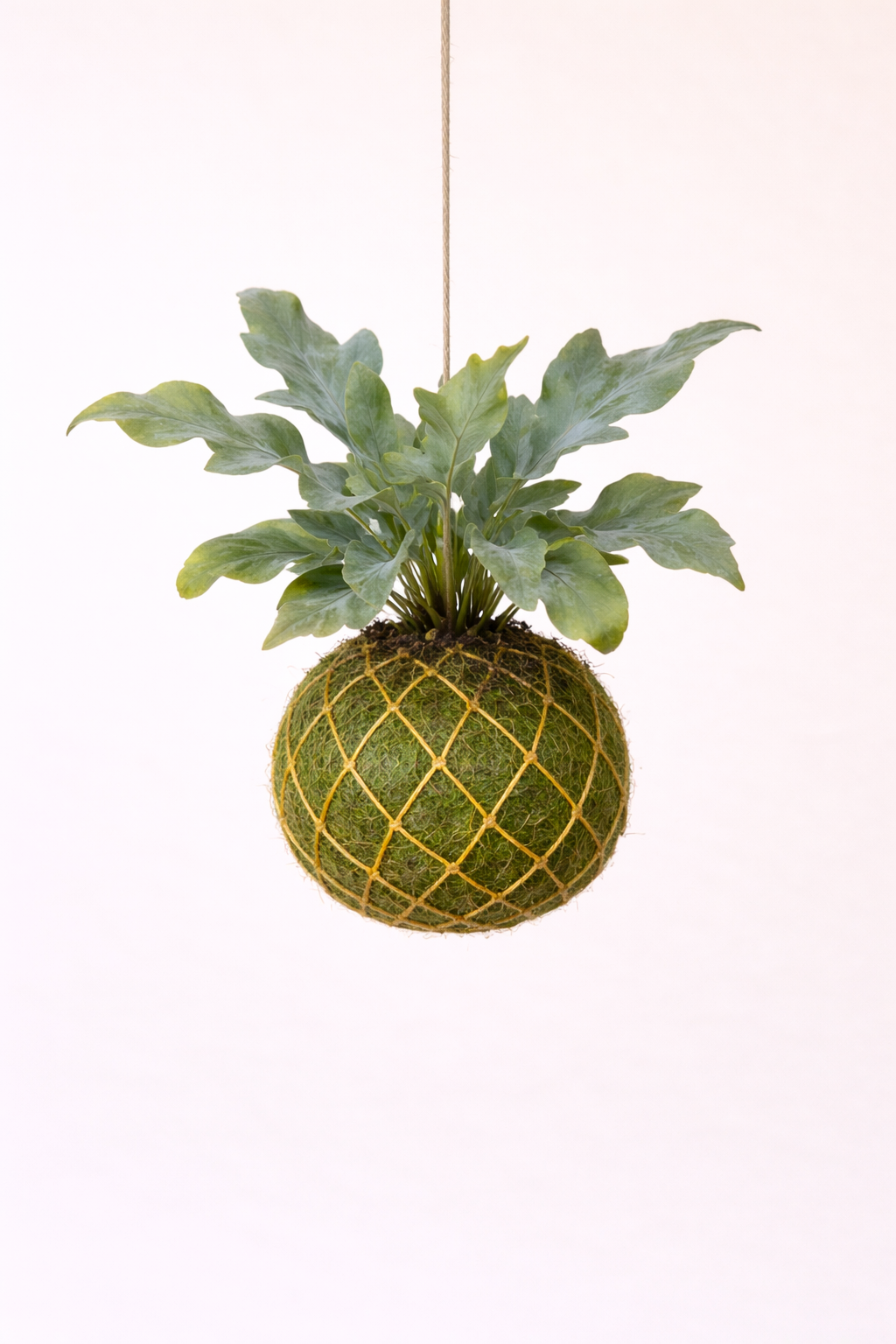 Baby Kokedama | Phlebodium aureum 'Blue Star' Phlebodium Tropical Corner